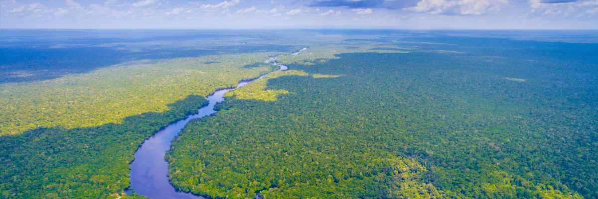 The Amazon